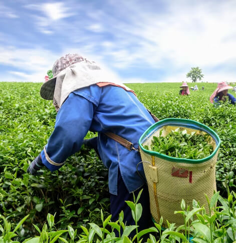 Otlaris Global Limited-about-us-image